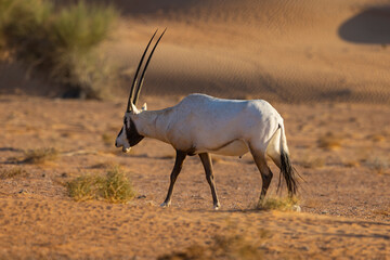 Wall Mural - Arabian Oryx in the red sands desert conservation area of Dubai, United Arab Emirates