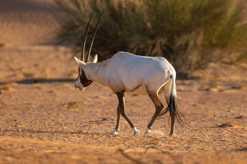 Wall Mural - Arabian Oryx in the red sands desert conservation area of Dubai, United Arab Emirates