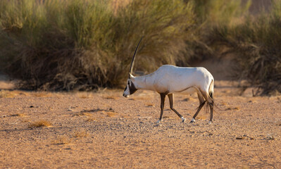 Wall Mural - Arabian Oryx in the red sands desert conservation area of Dubai, United Arab Emirates