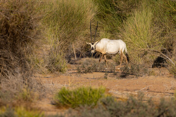Wall Mural - Arabian Oryx in the red sands desert conservation area of Dubai, United Arab Emirates