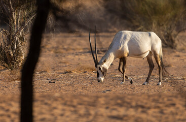 Wall Mural - Arabian Oryx in the red sands desert conservation area of Dubai, United Arab Emirates