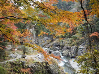 Poster - the beautiful autumn leaves of hatonosu valley in Tokyo