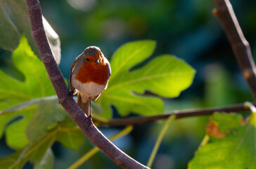 Wall Mural - European Robin perched on a branch in the garden ( Erithacus rubecula )