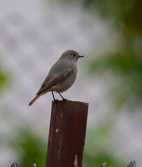 Wall Mural - Black Redstart on metal pole perched in cold weather ( Phoenicurus ochruros )