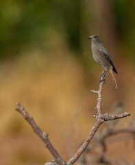 Wall Mural - Beautiful shots of the Black Redstart bird perched on the tree branch in the nature environment at noon ( Phoenicurus ochruros )