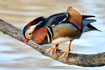 Canvas Print - Duck