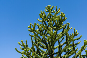 spiky green branches of araucaria araucana, monkey puzzle tree, monkey tail tree, or chilean pine in
