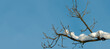 Leafless oak tree branch covered with snow against blue sky. Background with copy space.