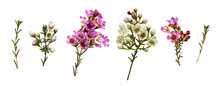 Set Of Chamelaucium Flowers, Buds  And Leaves Isolated