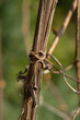 Struktura krzewu winogrona