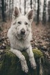 dog laying on a covered with moss trunk, white swiss shepherd