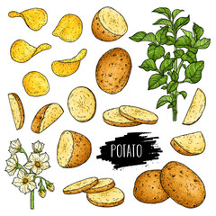 Wall Mural - Hand drawn potato set. Organic plant drawing with unpeeled whole potato,slices, halves, chips, flower and branch