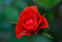 Close-up Beautiful Red Rose Bloomimg In Garden. Red Rose Petal With Dew Drops Beautiful Flower.