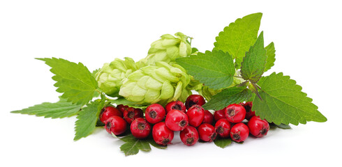 Wall Mural - Hawthorn berries, hops, nettle leaves and lemon balm.