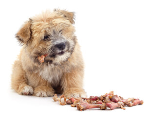 Wall Mural - Puppy with bones.