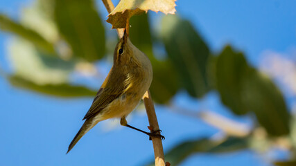 Wall Mural - Common Chiffchaff bird perched on a branch among trees ( Phylloscopus collybita )
