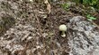 mushrooms on the ground