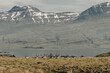 Wild reindeer deers, Iceland East Fjords against the background of snowy mountains