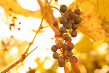 Bunches Of Grapes In The Rows Of Vineyard At Sunset