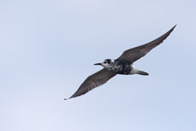 Black Tern (Chlidonias Niger) Flying In White Sky With Spreaded Wings