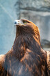 Portrait of Bird of prey Golden Eagle, Aquila chrysaetos