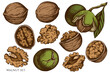 Vector set of hand drawn colored walnut