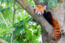 Red Panda - Ailurus Fulgens - Portrait. Cute Animal Resting Lazy On A Tree.