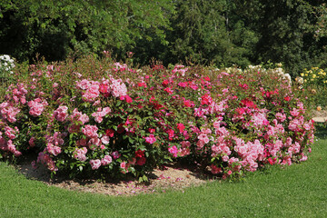 Wall Mural - Roseraie d'un parc floral