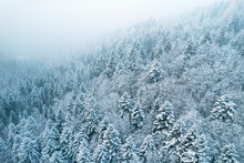 Snow Covered Spruce Trees In Winter Forest