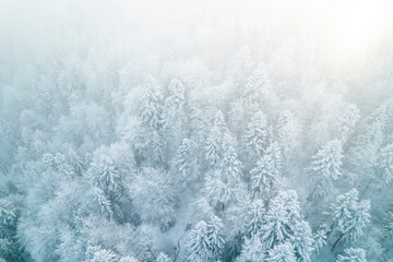 Wall Mural - Winter Foggy Landscape in Forest. Spruce Trees in Snow