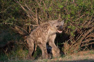 Wall Mural - Spotted Hyena