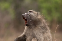 Chacma Baboon Yawning