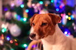 Pies ta tle choinki. Jack Russell Terrier. (JRT). Dog ta Christmas tree background