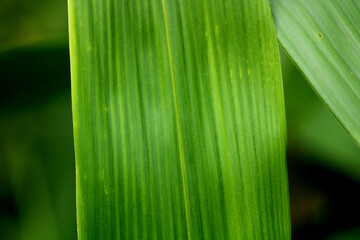 Close-up view of the wild plant leaf.