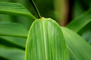 Close-up view of the wild plant leaf.