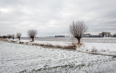 Wall Mural - Dutch polder landscape in the winter season. The sky is cloudy and a thin layer of snow covers the fields. A long row of willow trees with bare branches grows at the bank of a ditch covered with ice.