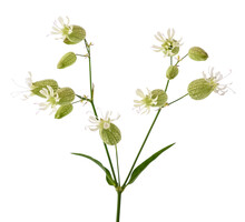 Bladder Campion Flowers