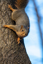 Red Fox Squirrel Climbing Down Tree