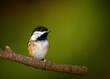 Chickadee sitting on the branch looking for a best bird photo