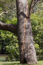 Scar On The Bark Of A Large Gum Tree As The Result Of A Lightning Strike