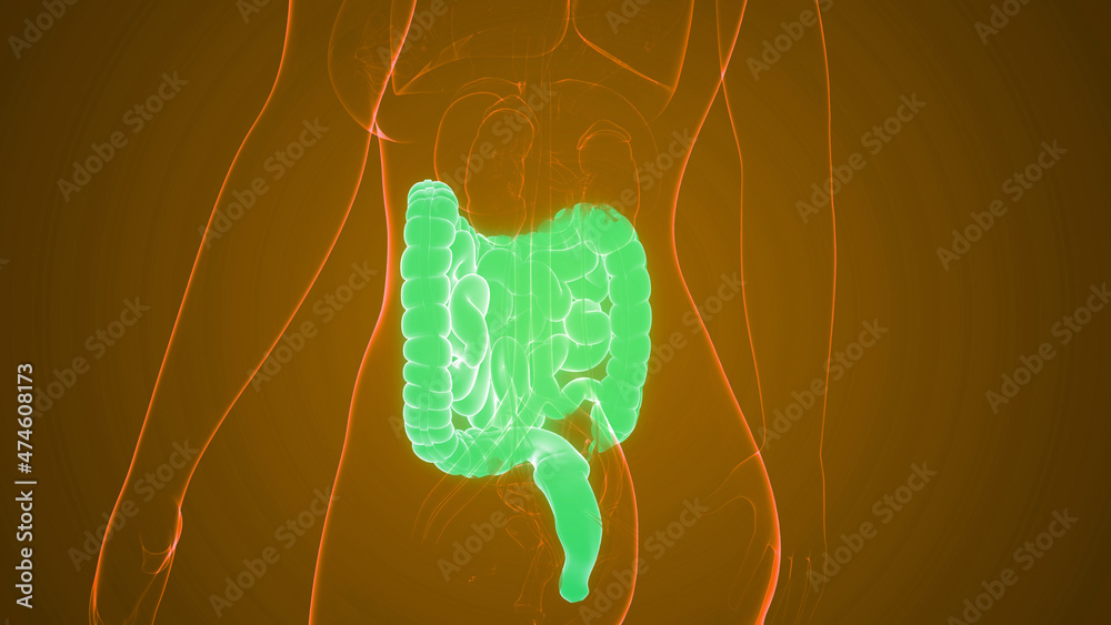 Different Intestines Human Digestive System Large and Small Intestine Anatomy Stock ...