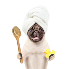 Wall Mural - Pug puppy with towel on it head   holds rubber duck and bath brush. isolated on white background