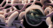Close up of kidney glomerulus and Bowman Capsule