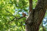 Fototapeta  - Cute squirrel on tree in the park