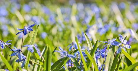 Canvas Print - small squills blue flowers in spring grass