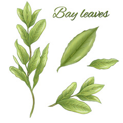 Canvas Print - Bay leaves illustration, bay branch, laurus, Lauraceae, culinary herbs, wicca herbs, kitchen witch ingredients 