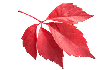 Wall Mural - Red ivy leaves isolated