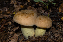 Eatable Mushrooms In A Oak Forest. Iodine Bolete Or Boletus Impolitus (Latin: Hemileccinum Impolitum), Closeup.