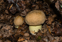 Eatable Mushrooms Iodine Bolete Or Boletus Impolitus (Latin: Hemileccinum Impolitum)  In A Oak Forest, Closeup.