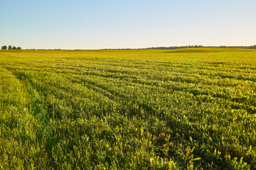 Wall Mural - Beautiful empty green grass field in a summer or autumn day or evening. Nature rustic rural landscape